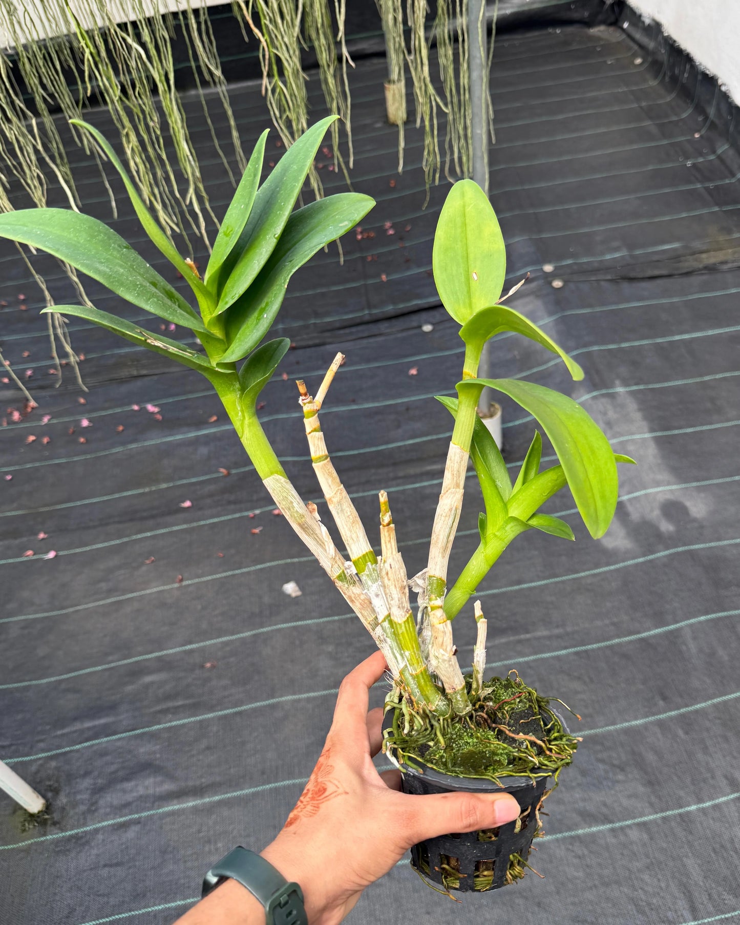 Dendrobium JK6 Gift By God