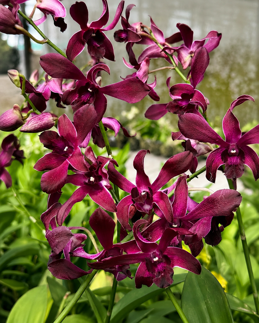 Dendrobium JK 17 Cesar Red