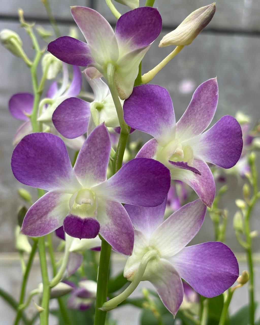 Dendrobium JK 21 Blue Angel orchid – Pearl Orchids orchid