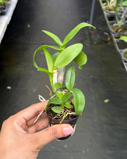 Dendrobium JK 34 Gift by God