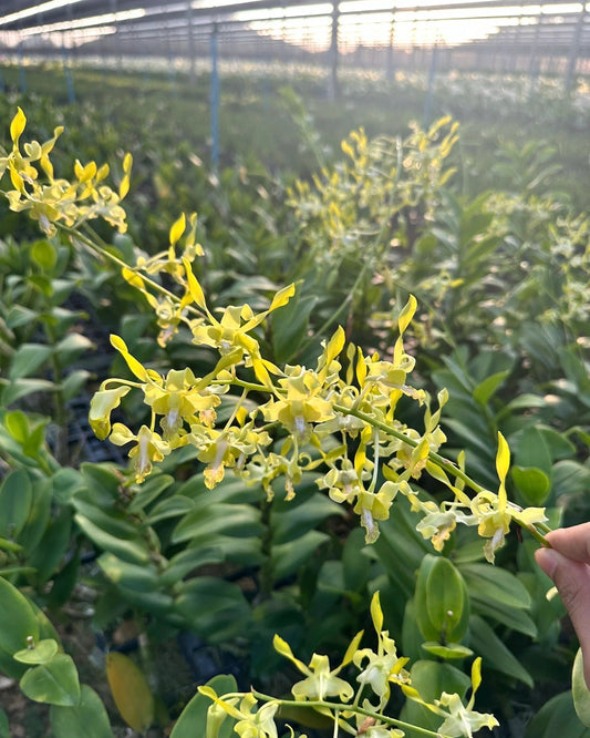 Dendrobium JK40 Jan Jao