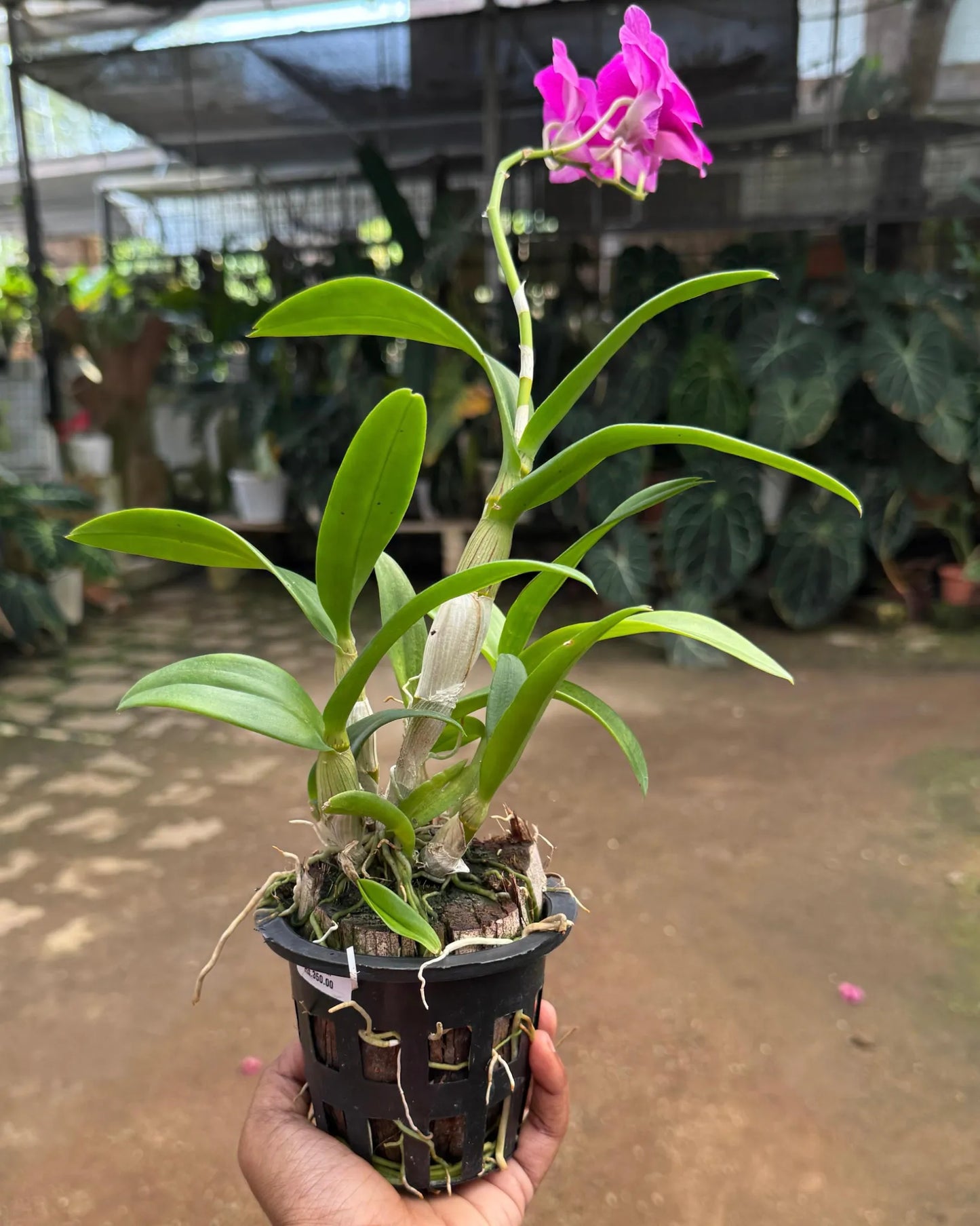 Dendrobium JK 47 Pink
