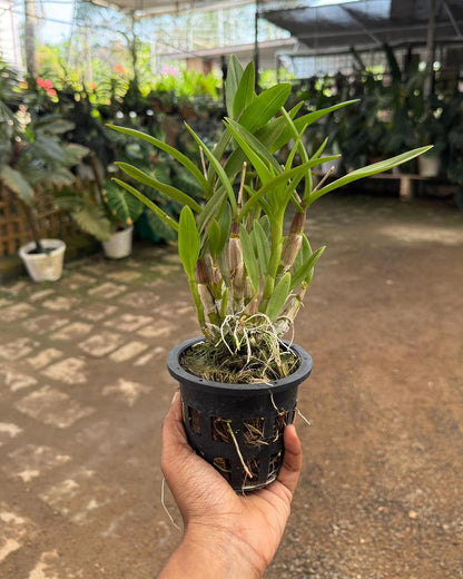 Dendrobium JK Mini 3 Lip