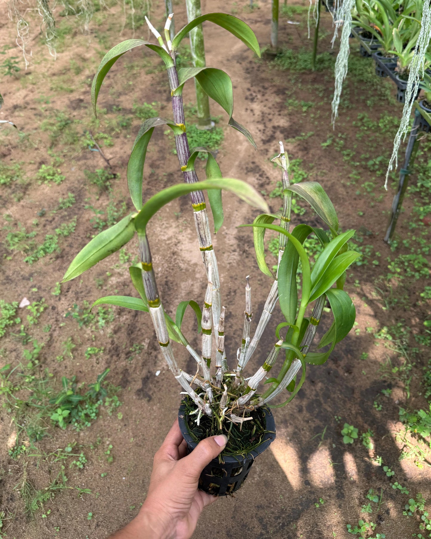 Dendrobium JK11 Red Black