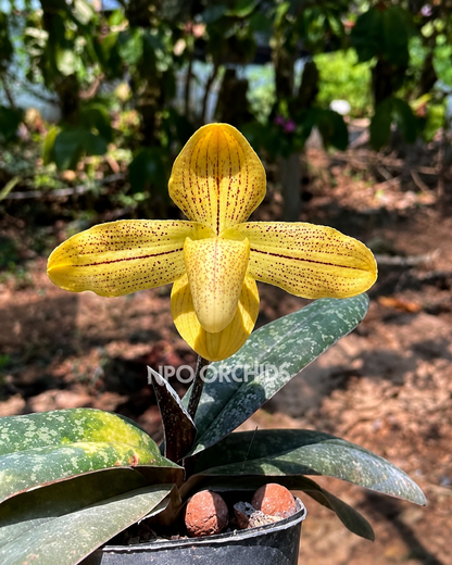 Paphiopedilum Josianae orchid – Pearl Orchids
