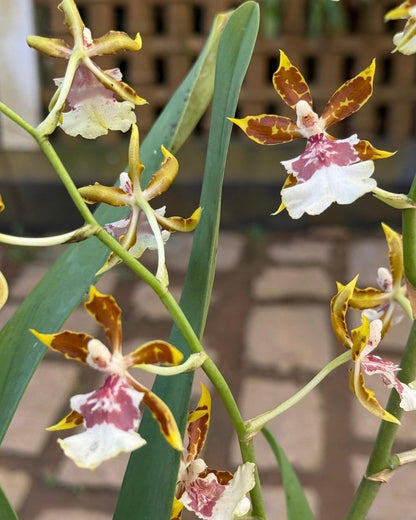Oncidium Jumbo Swarm