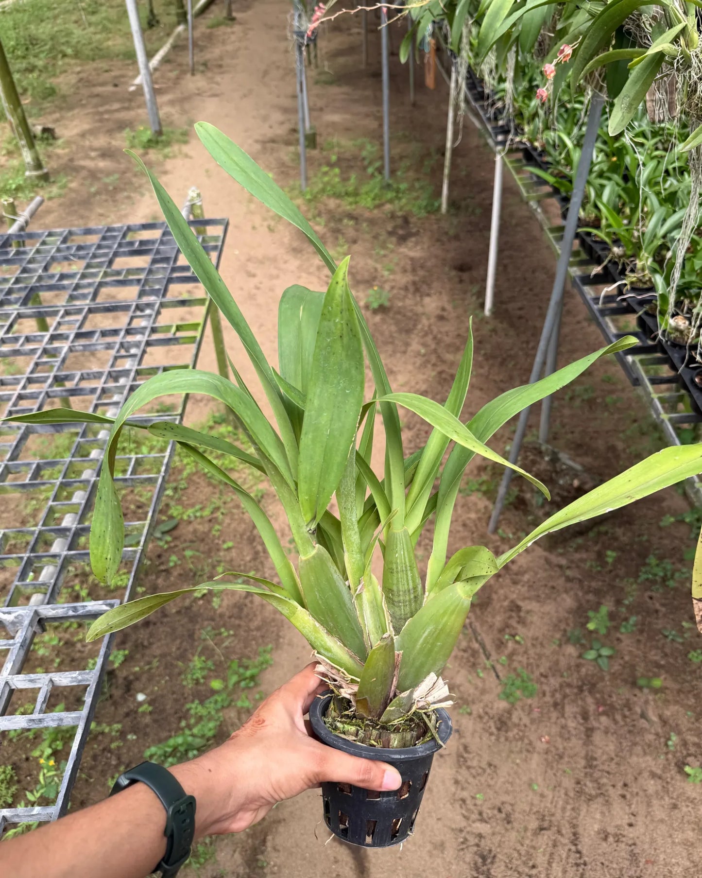 Oncidium Jumbo Swarm