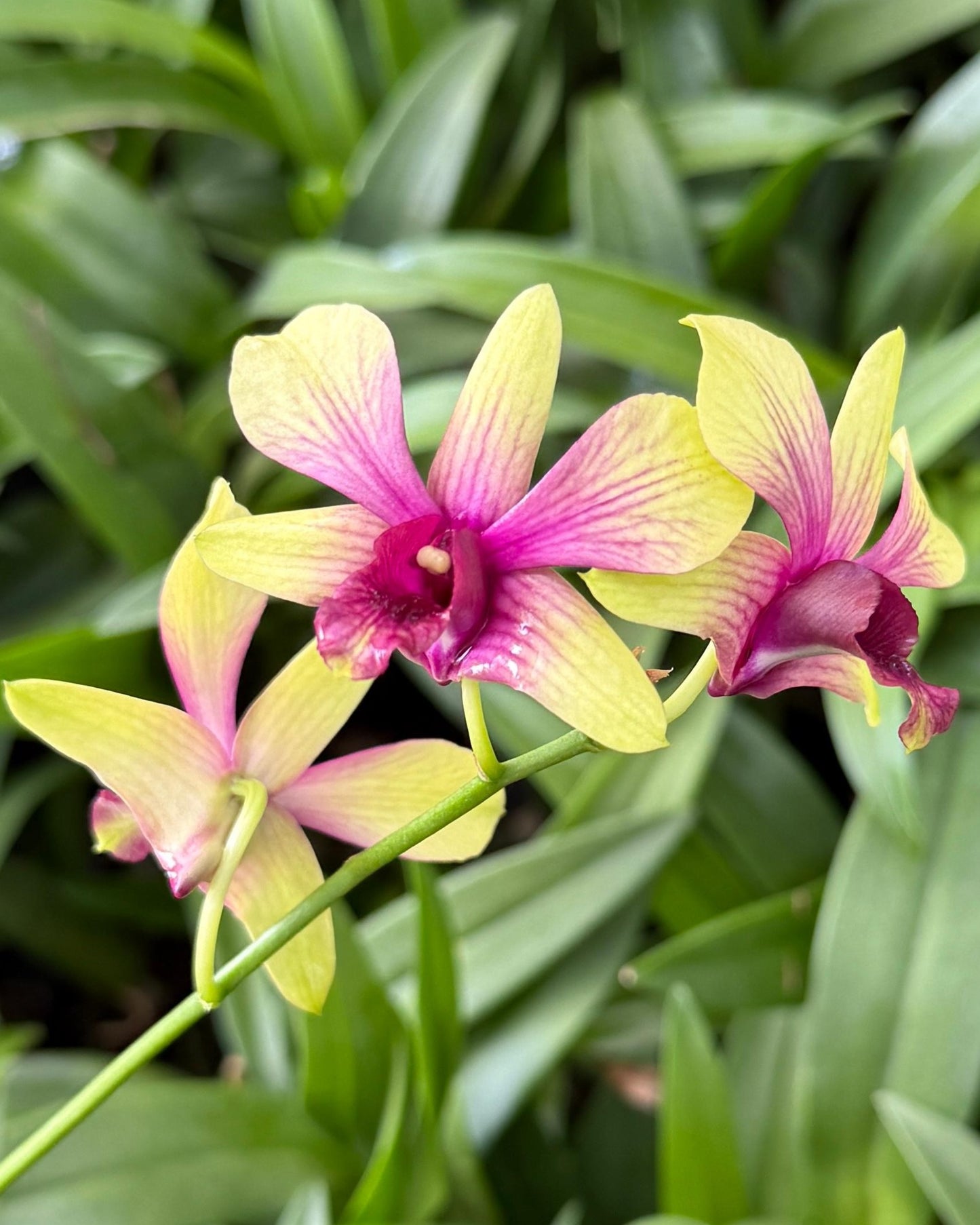 Dendrobium K 81