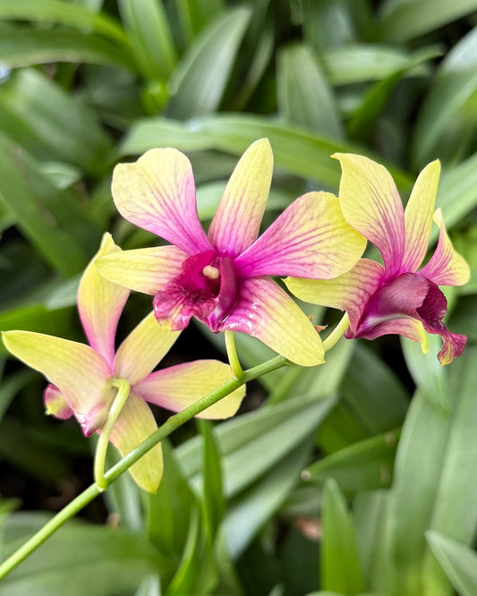 Dendrobium K 81