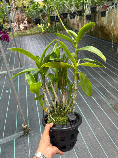Dendrobium K 50 (6 inch Potted)