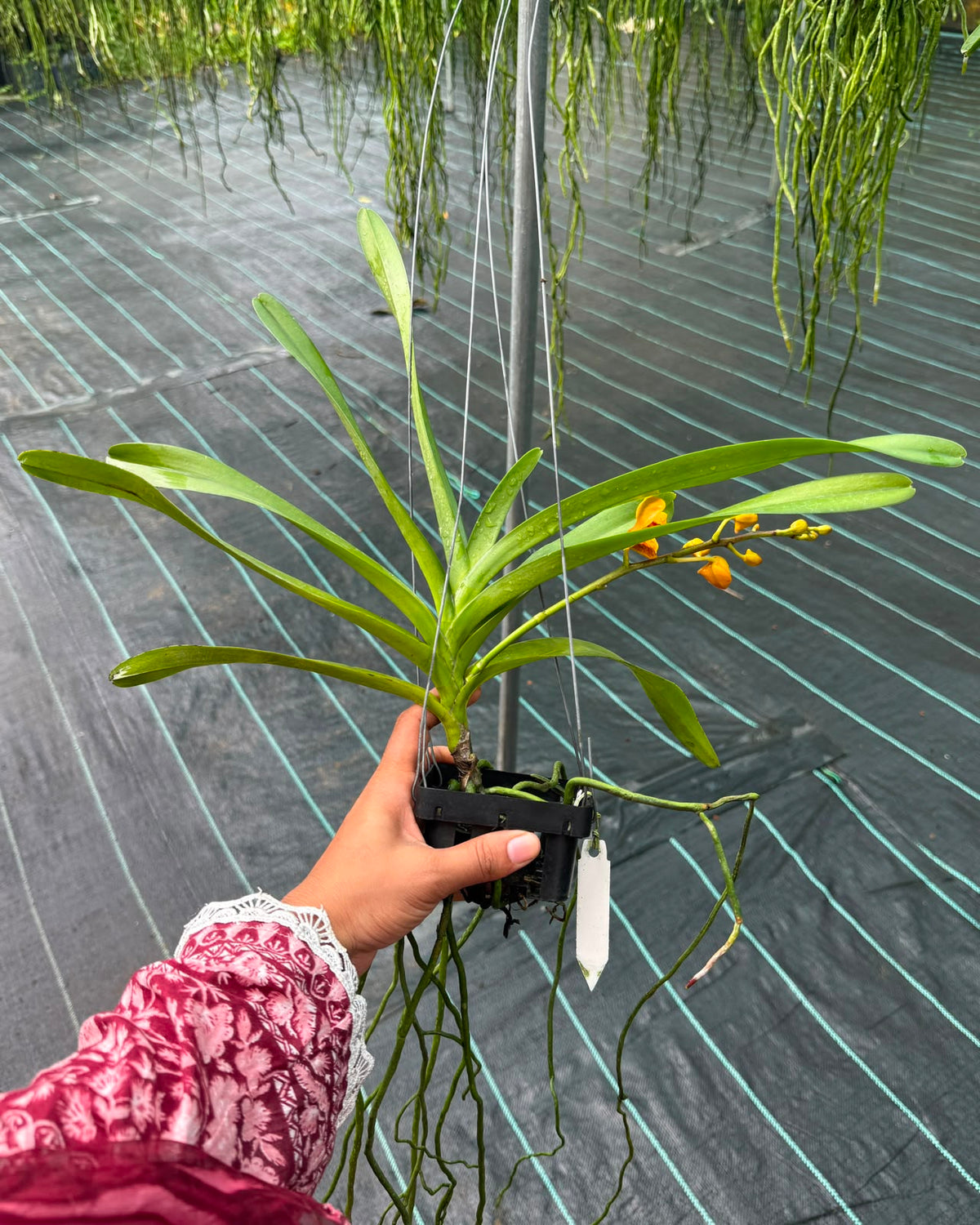 Mokara Kagwara Sandy Gold