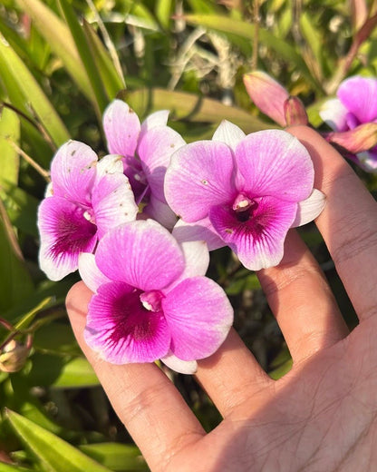 Dendrobium Kai Daow