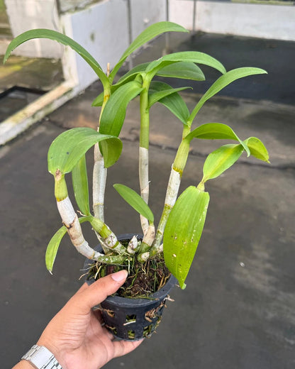 Dendrobium King Dragon White