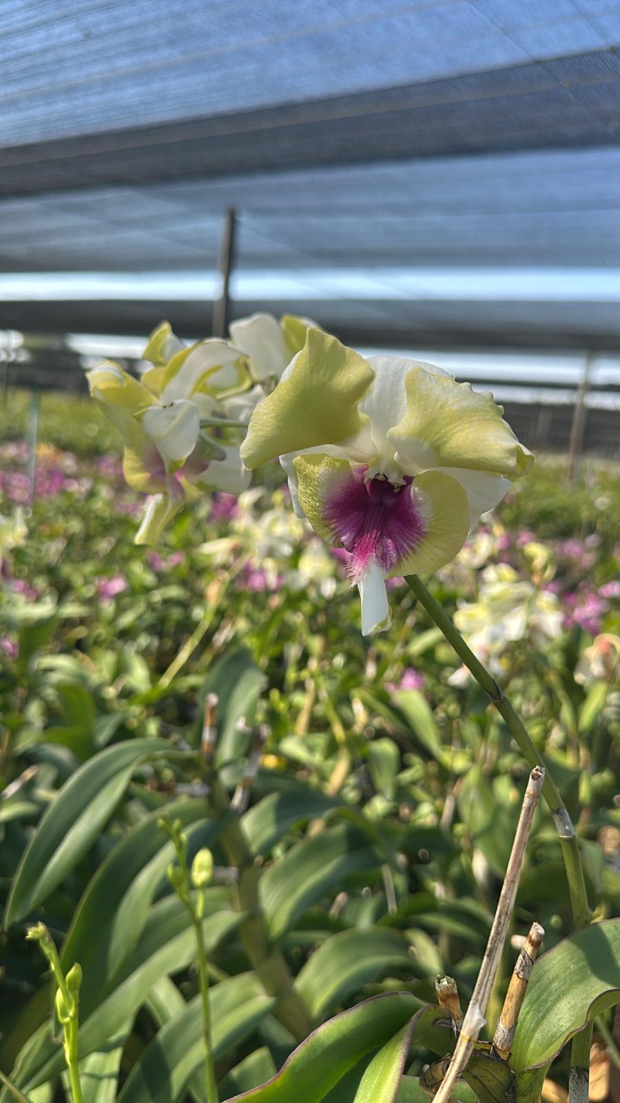 Dendrobium King Dragon Green Red Lip (6inch potted) orchid