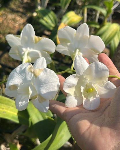 Dendrobium King Dragon White