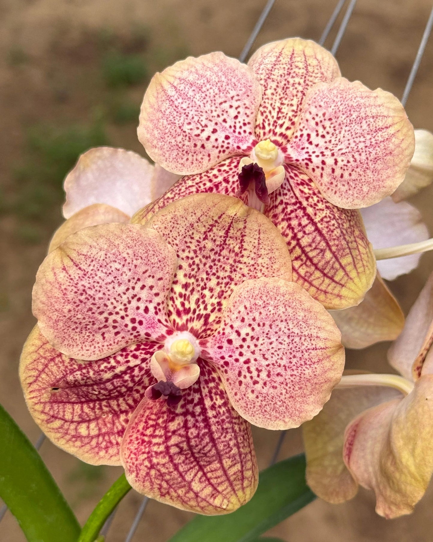 Vanda Kittipat Gold x Chulee