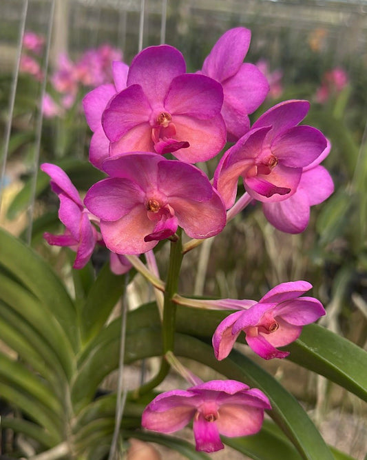 Vanda (Fuchs Sunset x Kob Fah) x Pine River