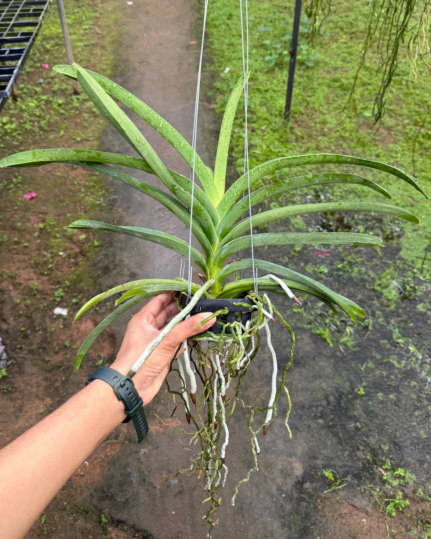 Vanda Kulwadee Fragrance x MB 106 Pink