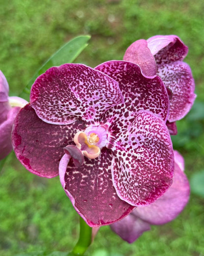 Vanda Kulwadee Fragrance x MB 106 Pink