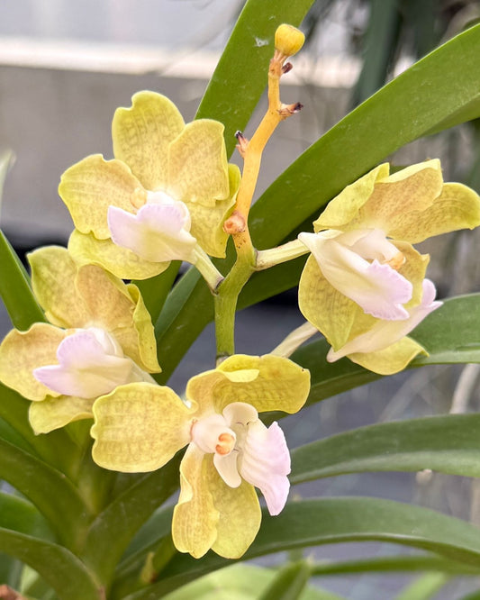 Vanda Laem Sing x Mimi Palmer