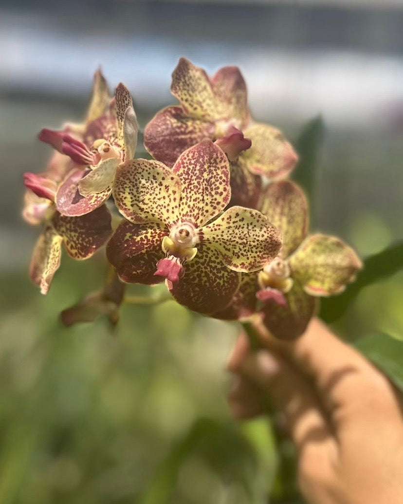 Vanda Kulwadee Fragrance x Lamellata