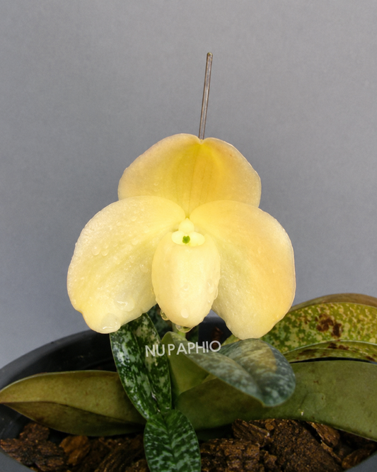 Paphiopedilum Leucochilum Alba