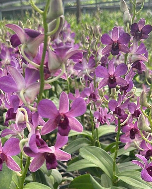 Dendrobium Light Purple