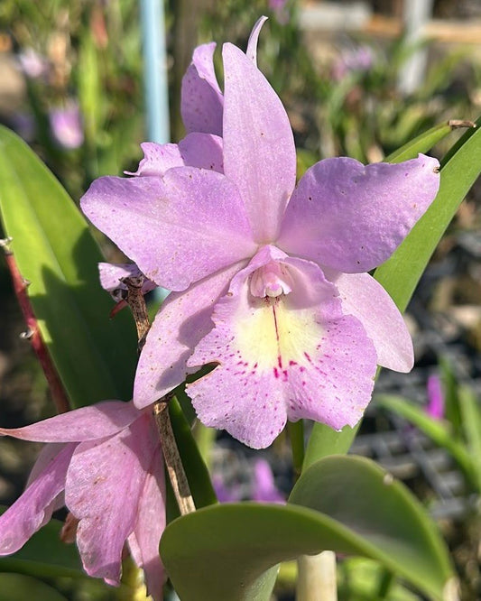 Cattleya Little Mermaid