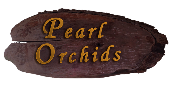 Pearl Orchids