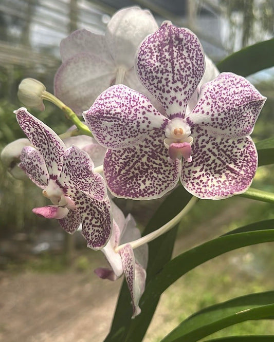 Vanda Kulwadee Fragrance x Luzonica (Blue)