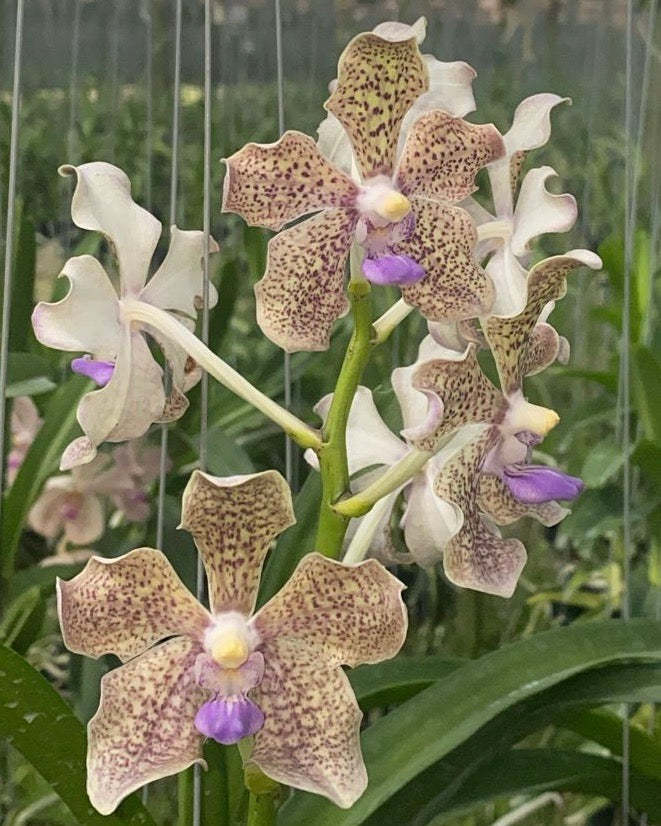 Vanda (Luzonica x Tubtim Velvet) x (Kultana x Mimi Palmer)