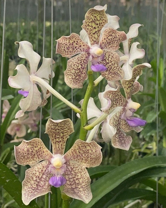Vanda (Luzonica x Tubtim Velvet) x (Kultana x Mimi Palmer)