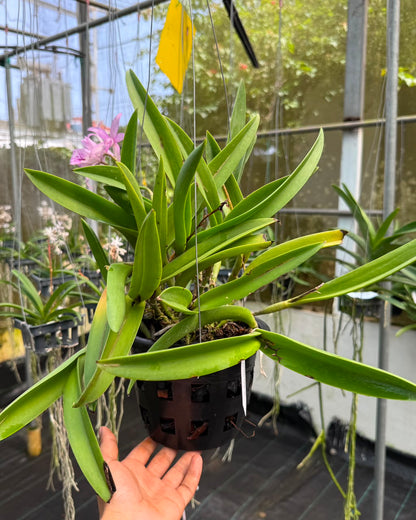Cattleya Maikai Mayumi
