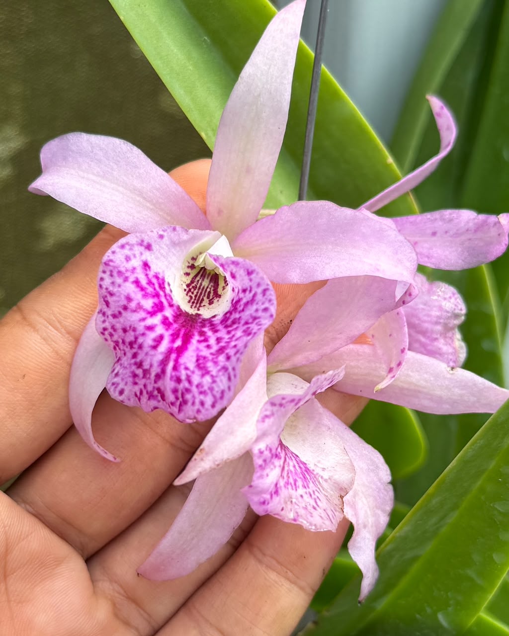 Cattleya Maikai Mayumi