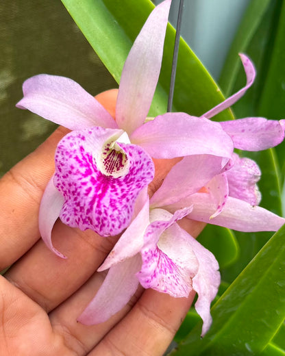 Cattleya Maikai Mayumi