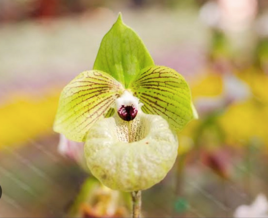 Paphiopedilum Malipoense