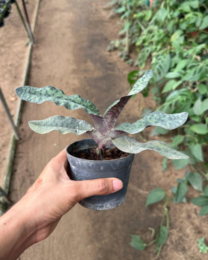 Paphiopedilum Malipoense