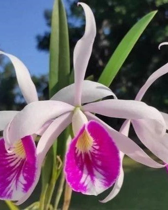 Cattleya Maria Hatney