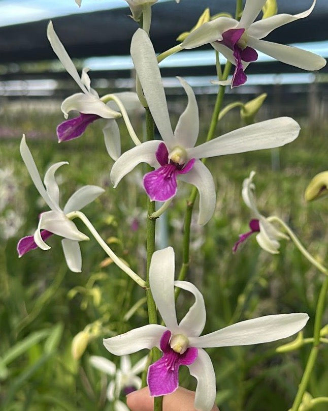 Dendrobium Mee Sang In