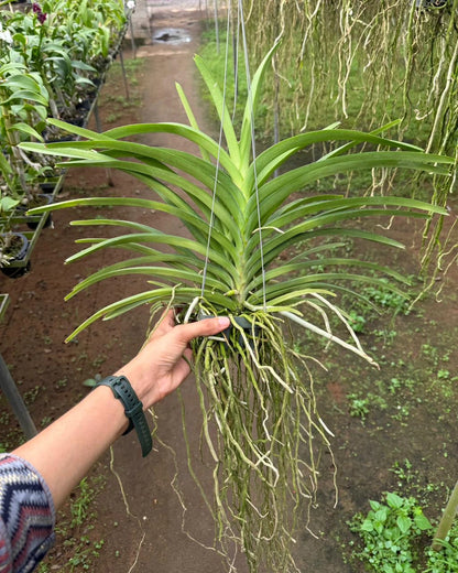 Vanda Mimi Palmer Hybird (Multi Head plants)