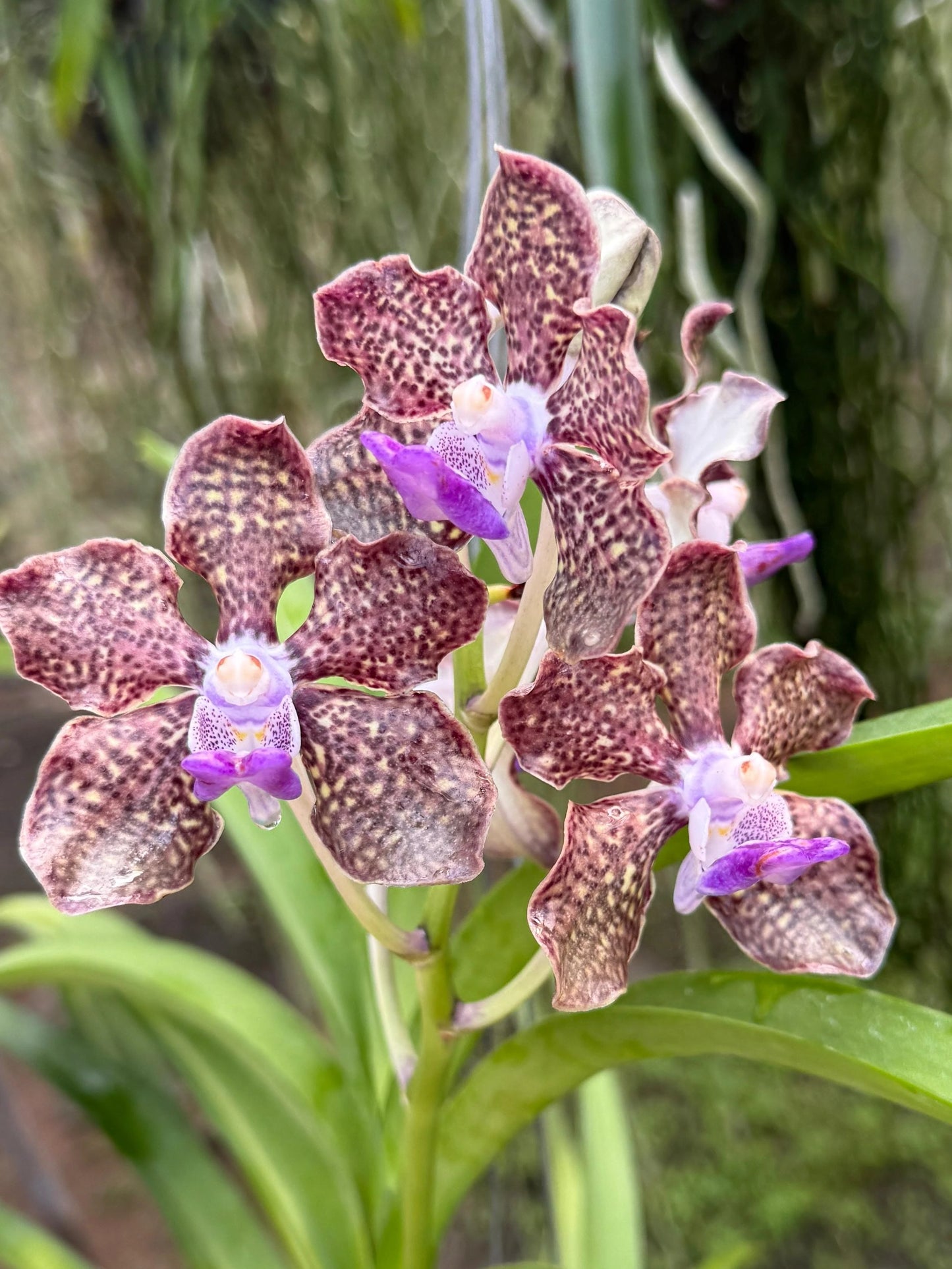 Vanda Mimi Palmer Hybird (Multi Head plants)