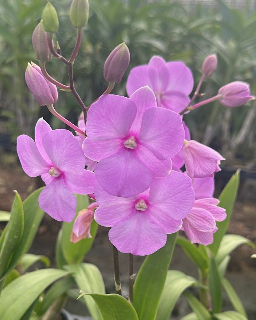 Dendrobium Mini 3 Lip Pink