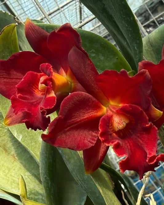 Cattleya Mini Doris Red Dragon