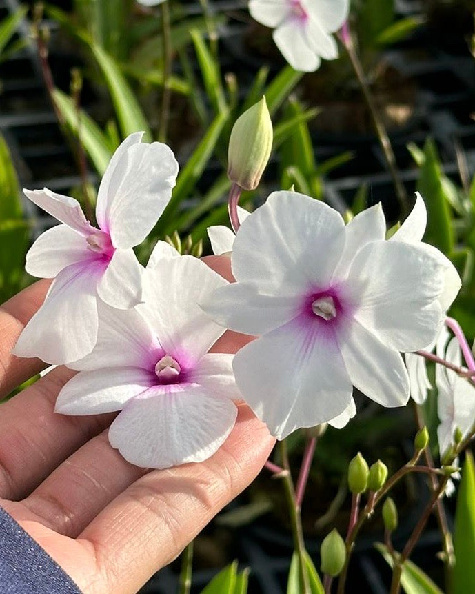 Dendrobium Mini White 3 Lip