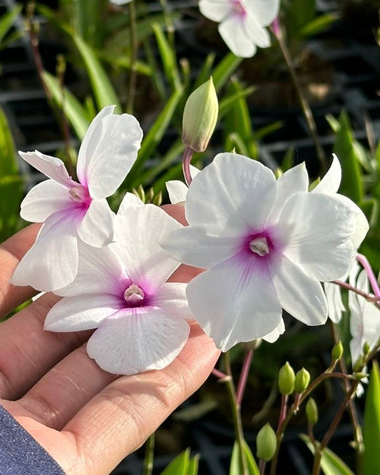 Dendrobium Mini White 3 Lip