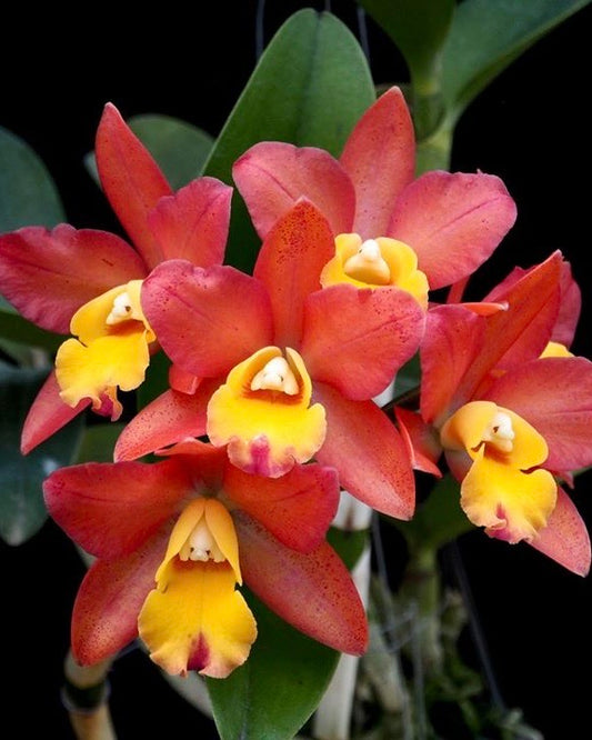 Cattleya Mister Jousiffe