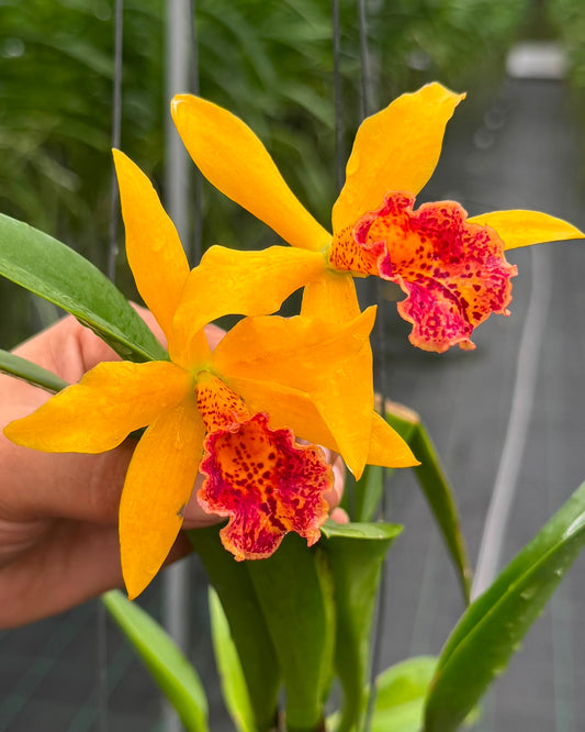 Cattleya Moonlight