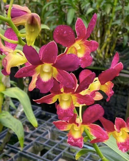 Dendrobium Morning Sun