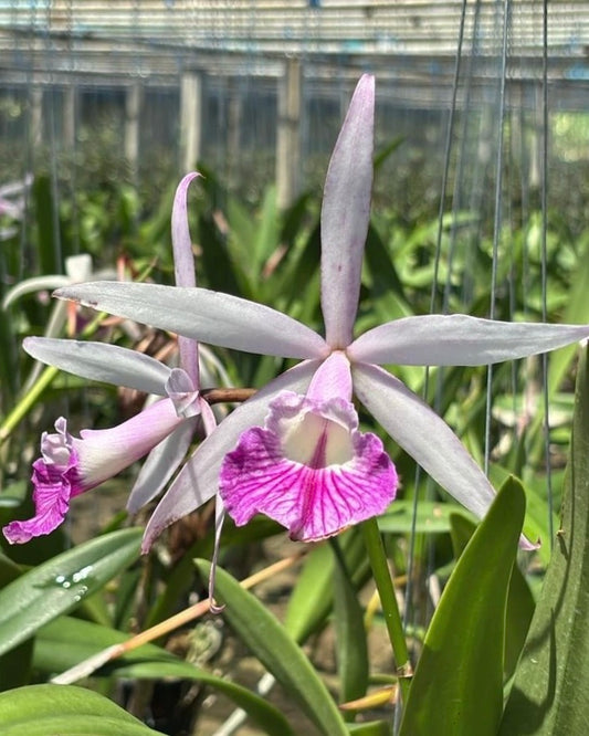 Cattleya Morning Glory X Intermedia
