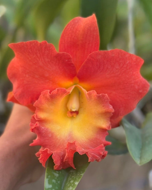 Cattleya Nakonchaisi Delight #2